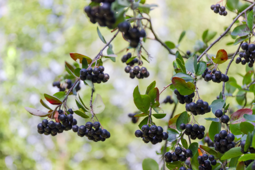 Aronia mit schwarzblauen Beeren. Foto: AdobeStock_An-T