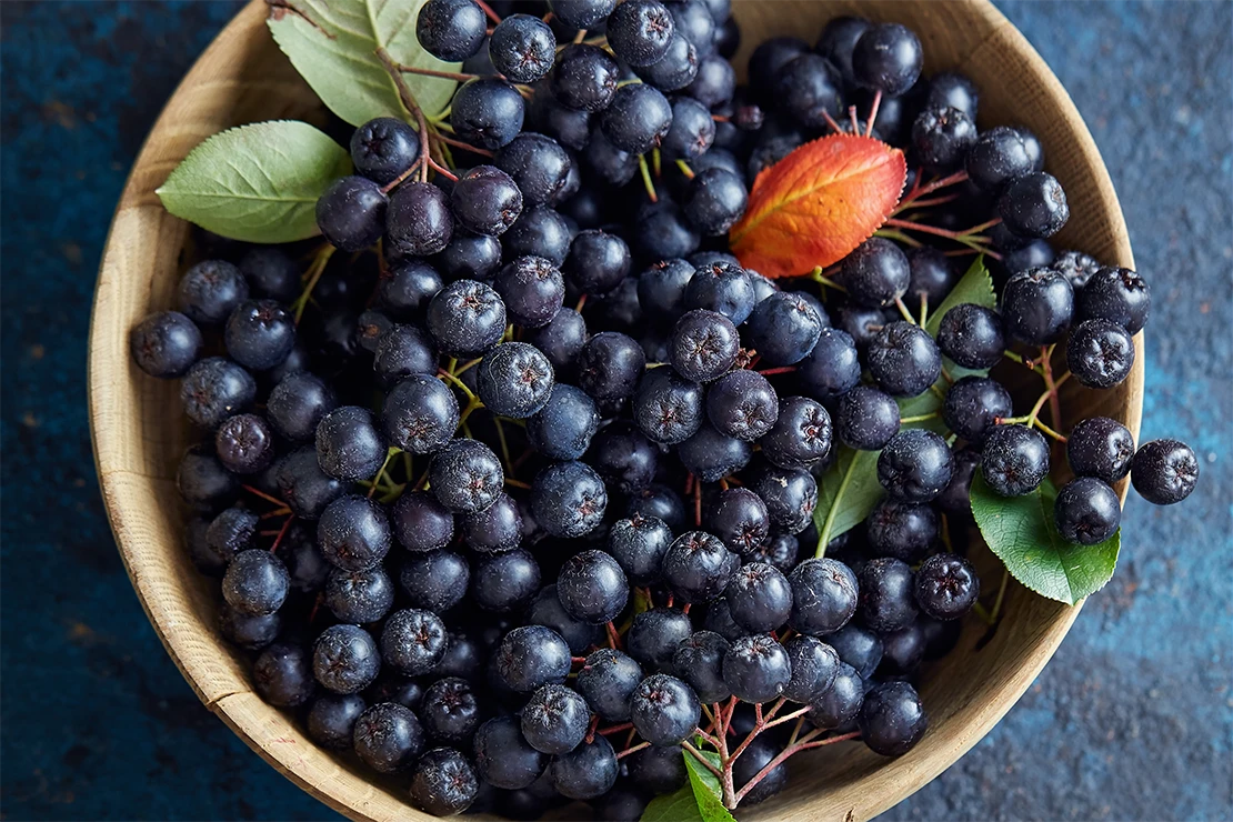 Holzschale mit geernteten Aronia-Beeren. Foto: AdobeStock_Melica