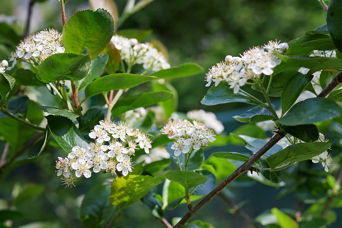 Doldenblüten der Aronia. Foto: AdobeStock_Melica