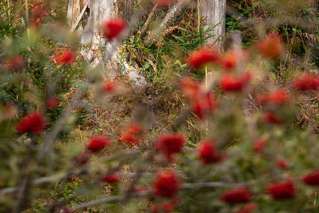 Reh im Wald hinter einer Eberesche Foto: AdobeStock_Florian