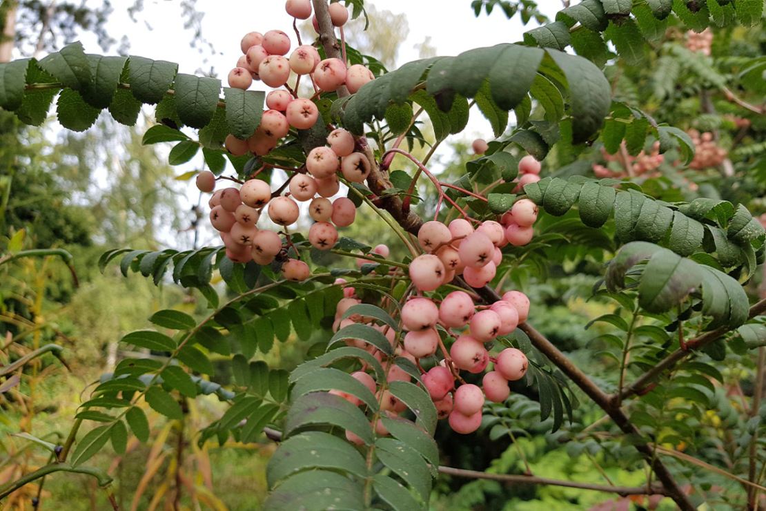 Eberesche mit pinken Beeren Foto: AdobeStock_Guentermanaus