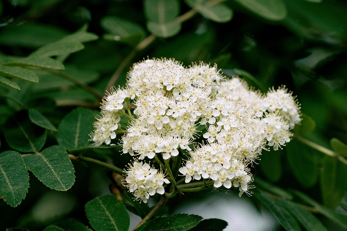 Weiße Blütendolden der Eberesche. Foto: AdobeStock_Øyvind