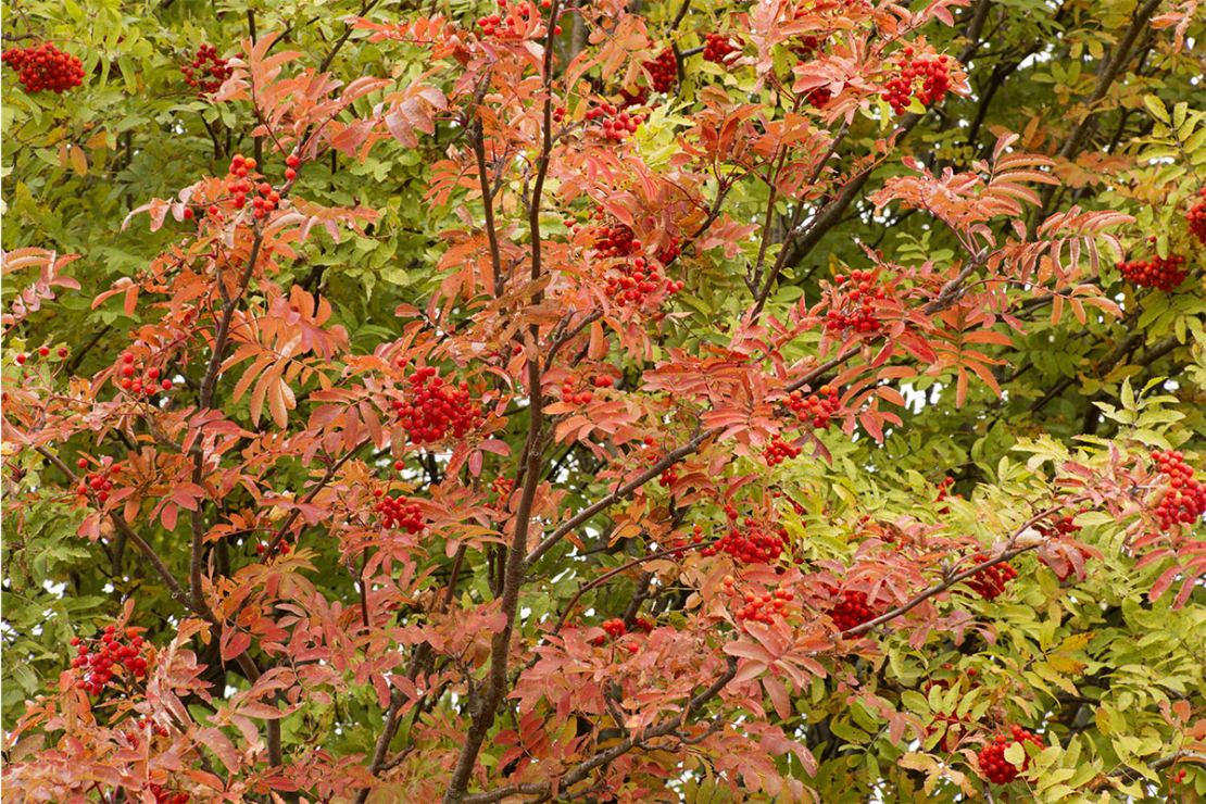 Eberesche im Herbst Foto: AdobeStock_Ralf Gosch