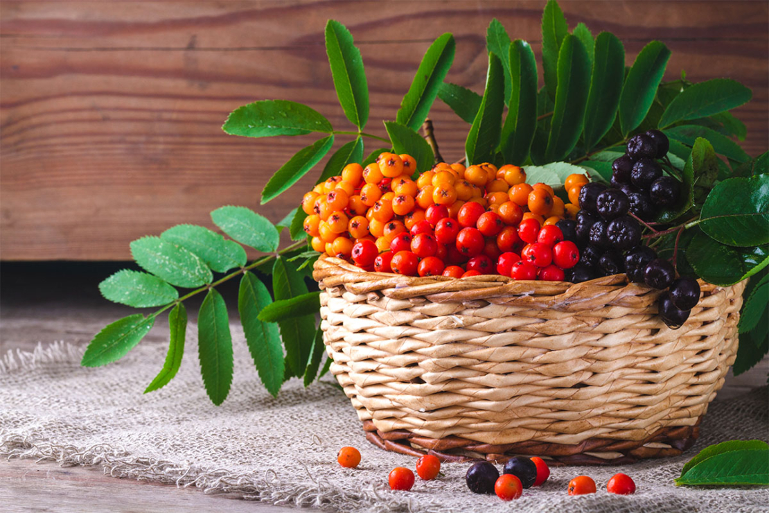 Vogelbeeren-Ernte für Ebereschen-Rezepte Foto: AdobeStock_Goffkein