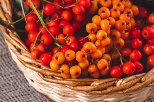 Ebereschen in einem Korb Foto: AdobeStock_Goffkein