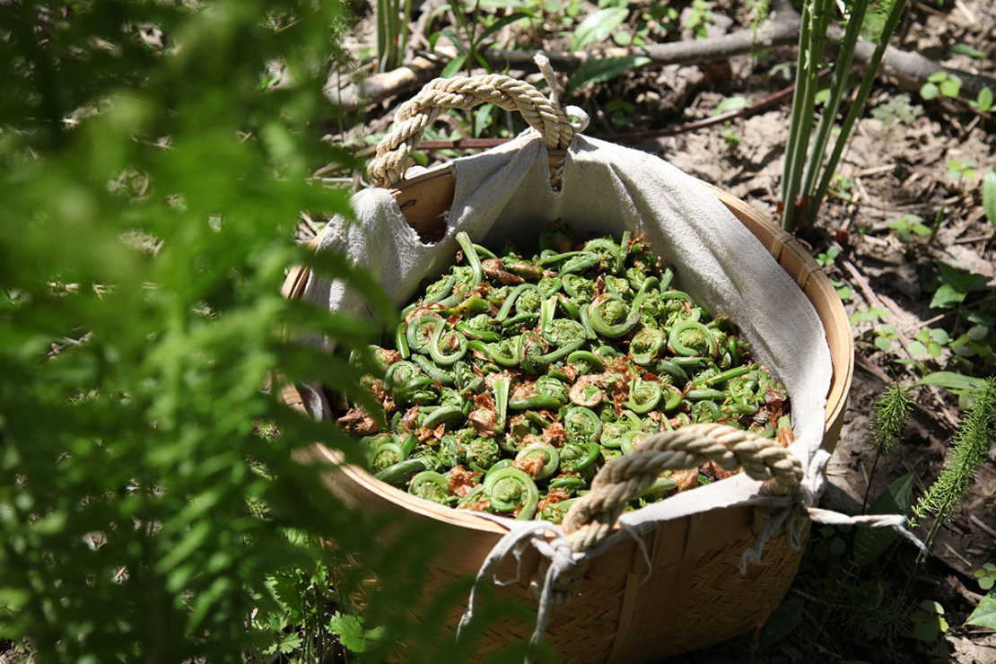 Fiddleheads in einem Korb Foto: AdobeStock_Marcfotodesign