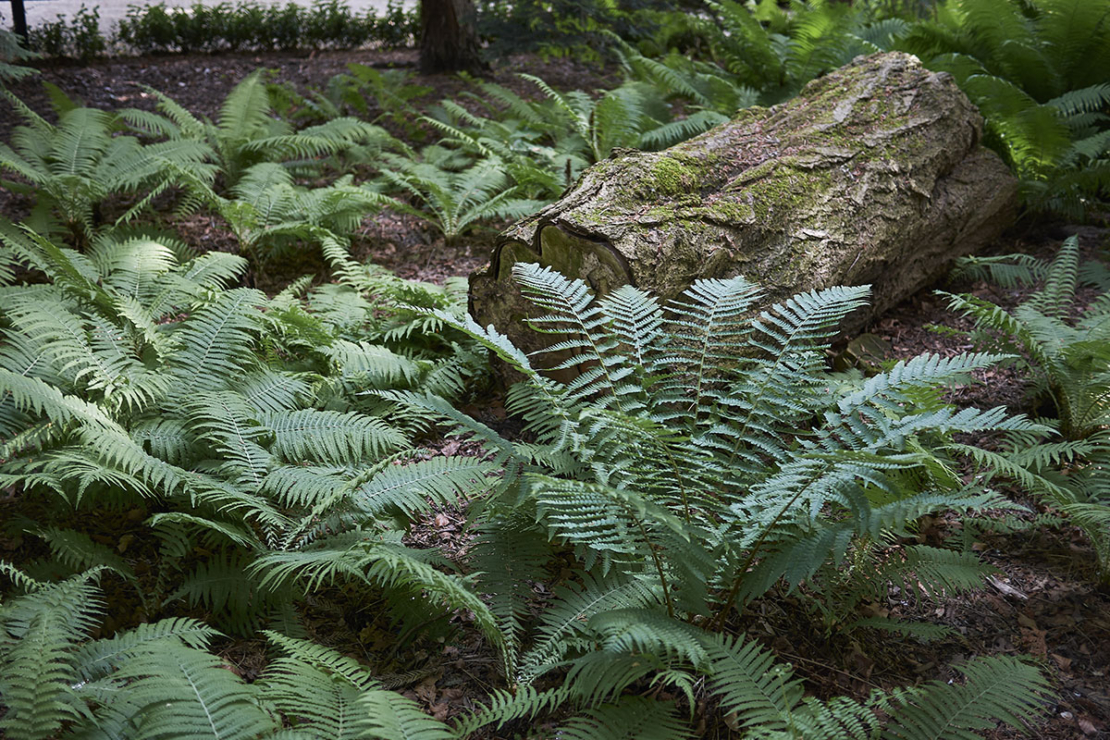 Frauenhaarfarn So pflegen Sie den Zimmerfarn GartenFlora