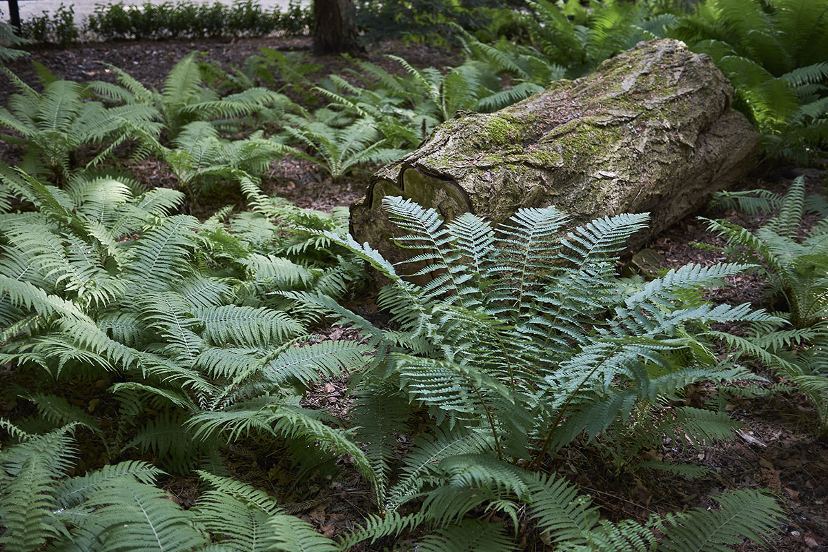 Farnarten Exemplare für schattige Gartenecken GartenFlora