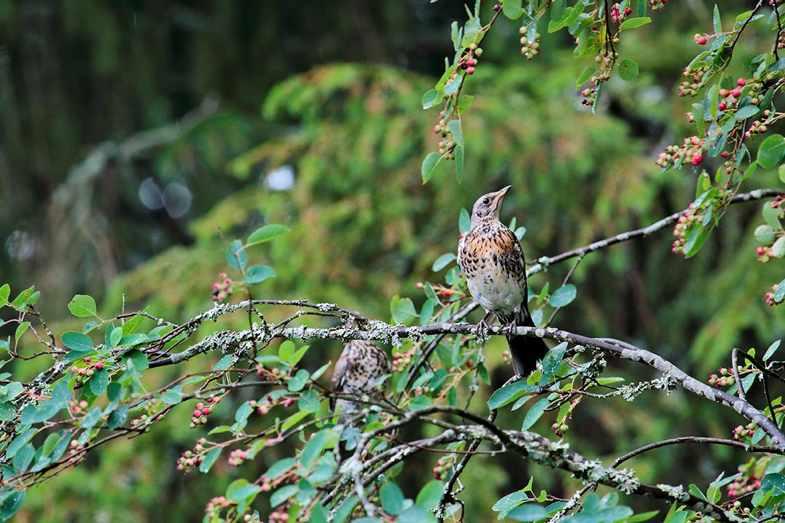 Zwei Vögel sitzen auf einer Felsenbirne mit Früchten. Foto: AdobeStock_puteli