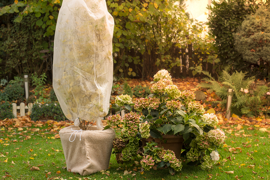 Mit Vlies eingepackter Topf neben Hortensie in Herbstgarten. Foto: AdobeStock_Tanja Esser