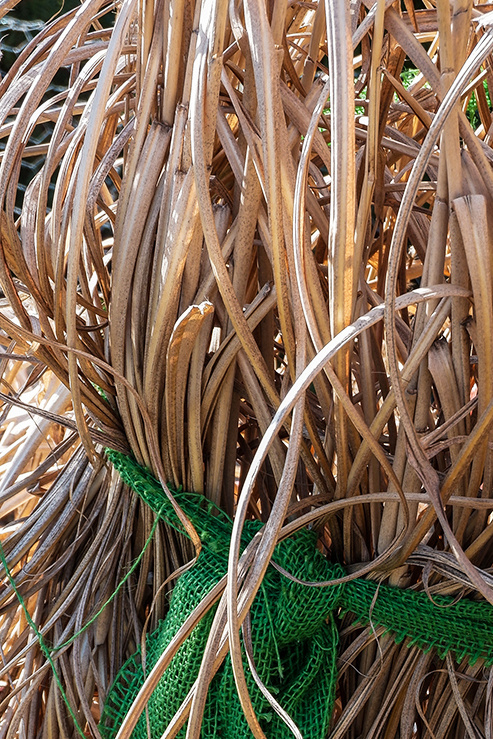Mit grünem Band zusammengebundene, vertrocknete Gräser. Foto:AdobeStock_Lichtblick