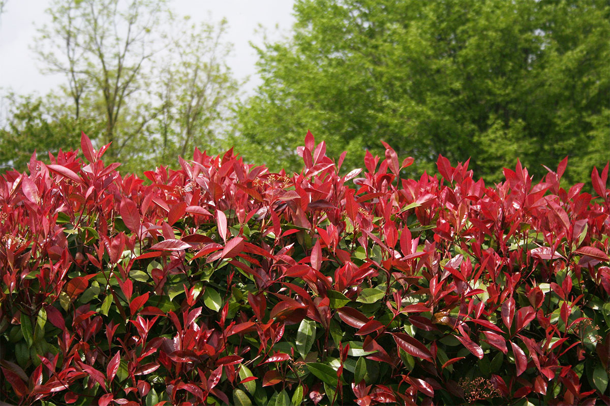 eine Hecke der Rotlaubigen Glanzmispel Foto: AdobeStock_Saratm