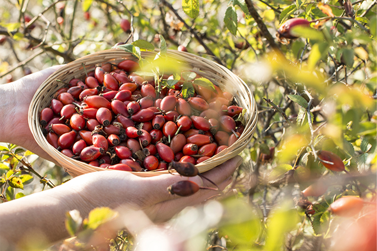 Rosenfrüchte in einem Korb bei der Ernte. [Foto: AdobeStock_Deyan-Georgiev]