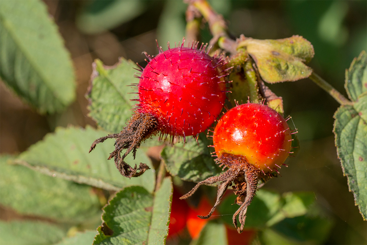 Apfelrose (R. villosa) mit ihrer nach Harz duftenden Behaarung. [Foto: AdobeStock_GabiWolf]