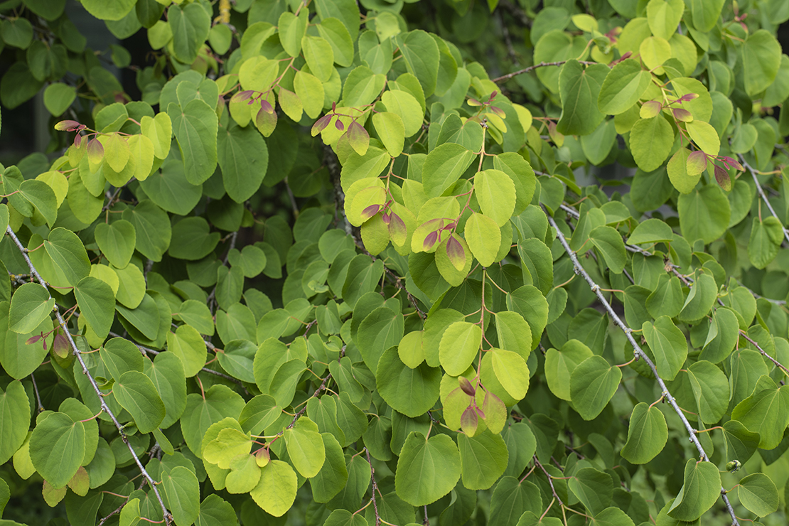 Grüner Laubbaum mit roten Blattspitzen. Foto: AdobeStock_Carmen Hauser