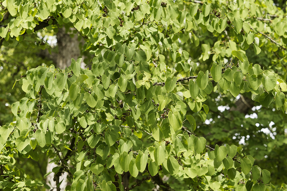 Lebkuchenbaum Stecklinge für den Balkon Zimmerpflanzen Pflanzen Blumen Exoten 