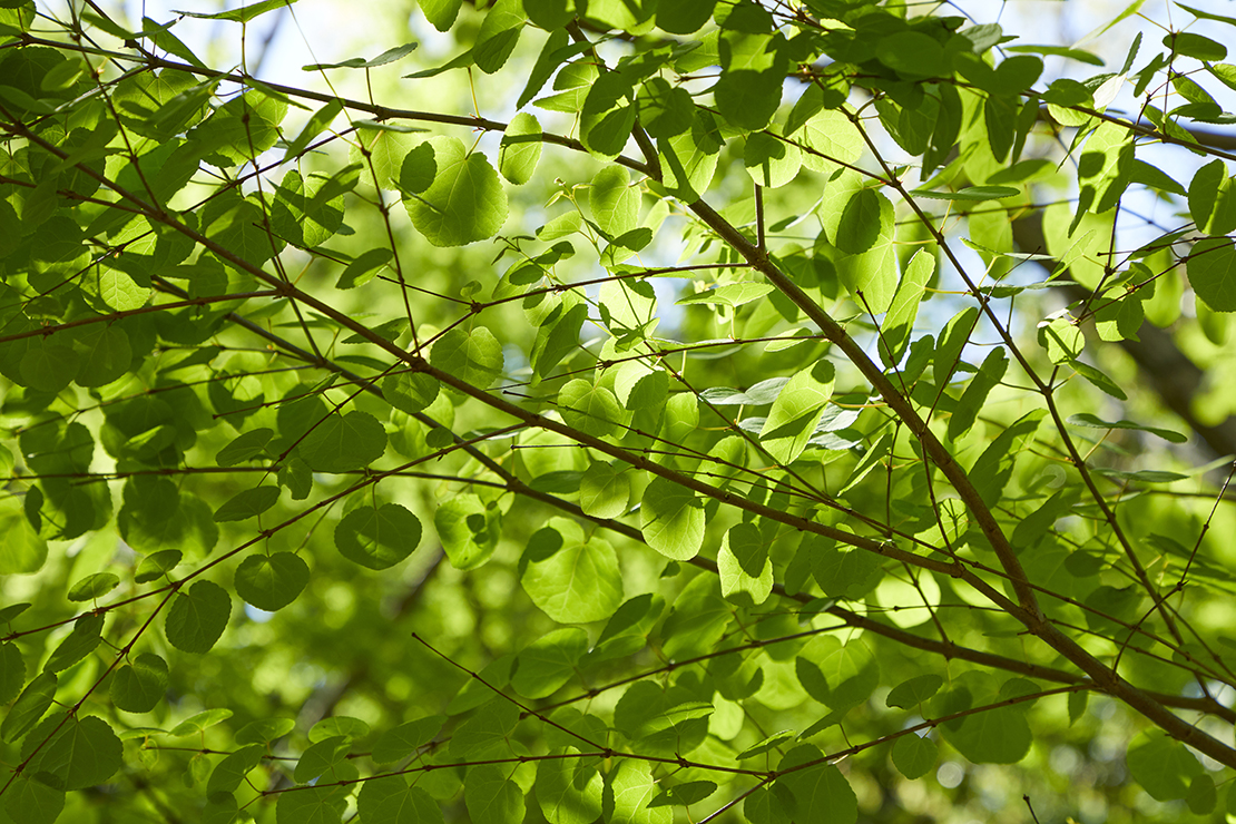 Lebkuchenbaum: Blätterdickicht des Lebkuchenbaus. Foto: AdobeStock_ara