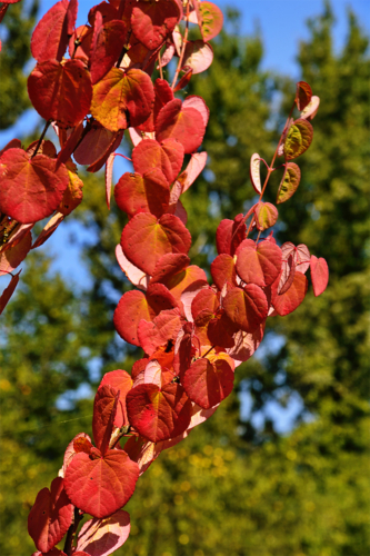Äste mit rot gefärbten Blättern. Foto: AdobeStock_wiha3