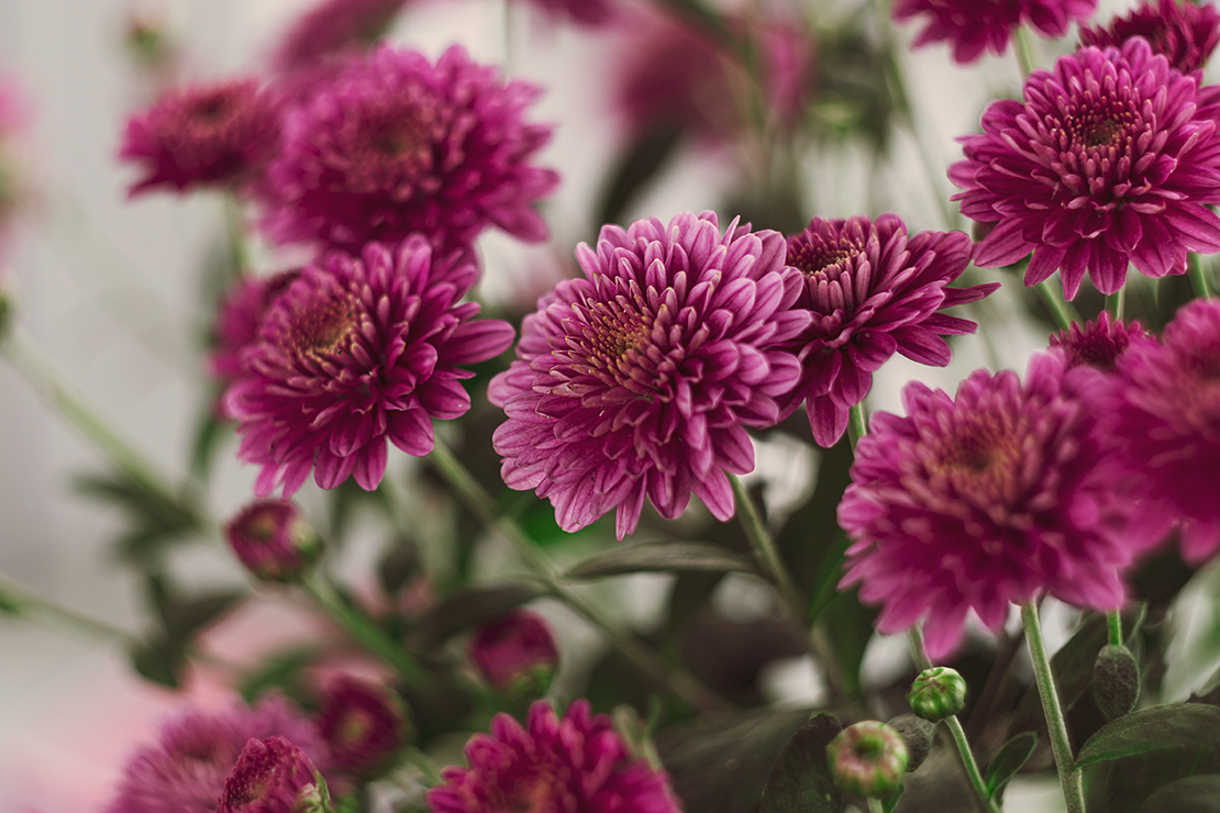 Luftreinigende Pflanzen: magentafarbene Chrysanthemenblüten. Foto: AdobeStock_KawaiiS