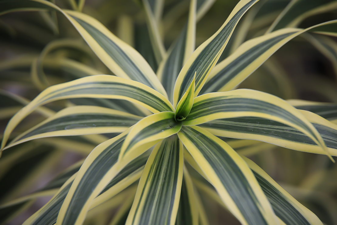 Gelb-grün panaschierter Drachenbaum. Foto: AdobeStock_Benjamin