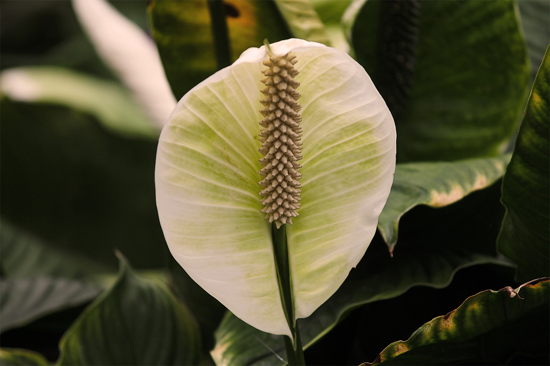 Luftreinigende Pflanzen: Weiße Blüte des Einblatts. Foto: AdobeStock_Manfred Richter