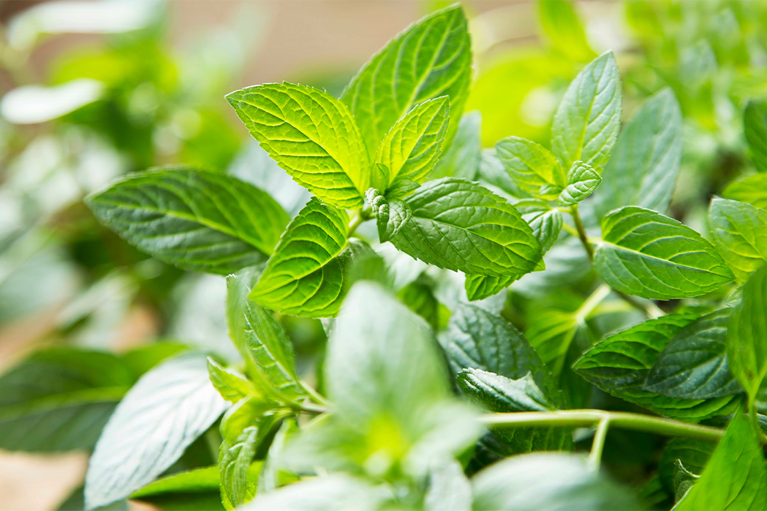 Minze Pflege und Pflanzung des Gartenkrauts GartenFlora