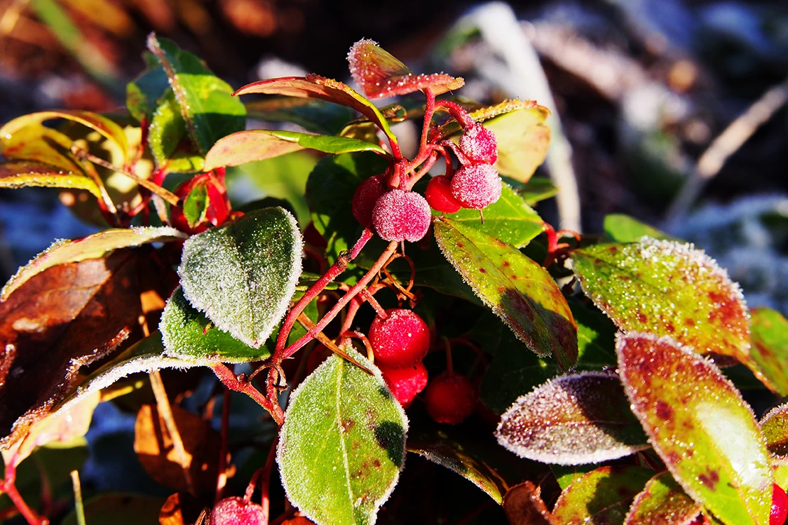 Mit Frost bedeckte Scheinbeere. Foto: AdobeStock_gratysanna