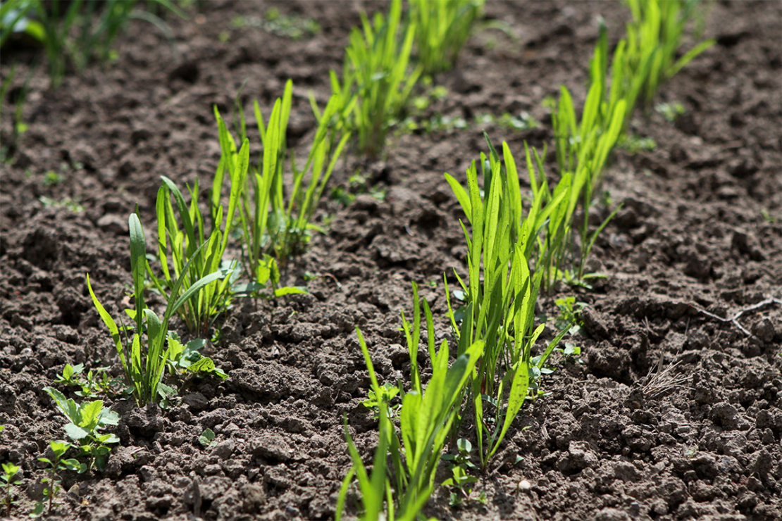 Schwarzwurzeln im Gartenbeet Foto: AdobeStock_Karina Baumgart