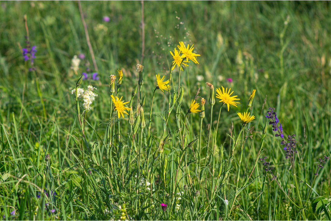 Pflanzen in Blüte Foto: AdobeStock_Onyx124