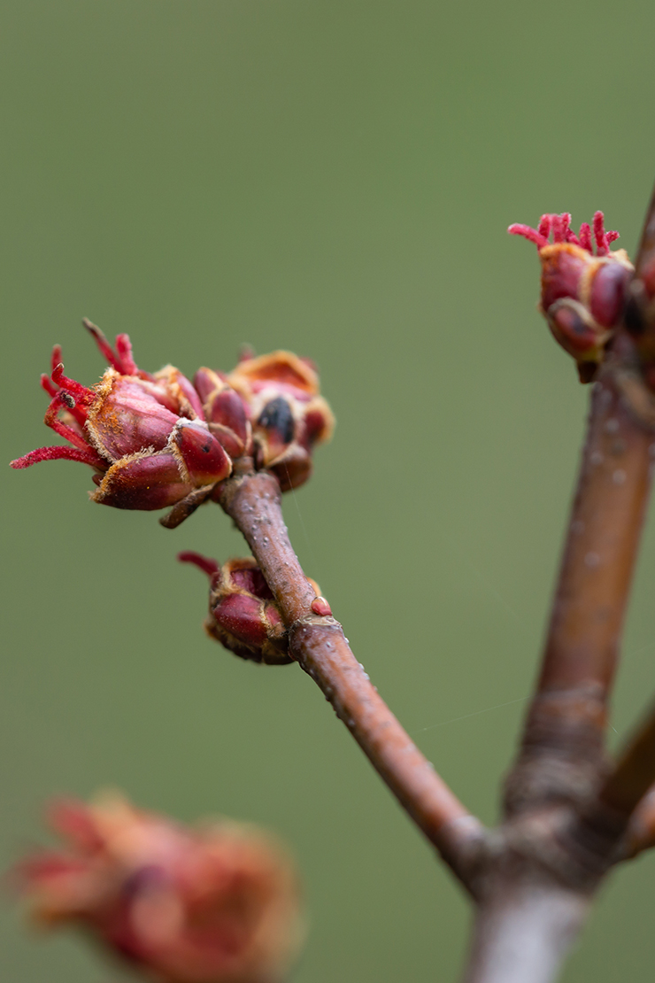 Nahaufnahme der Blüten des Silberahorns. Foto: AdobeStock_Erik