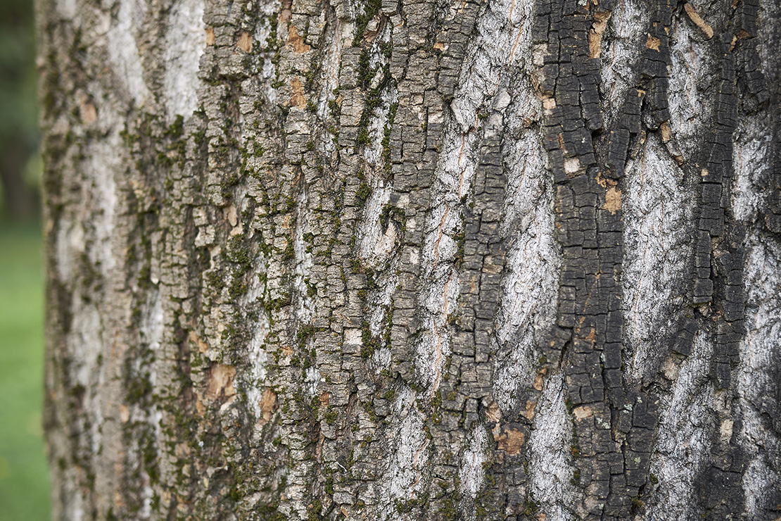 Nahaufnahme der Baumrinde des Silberahorn. Foto: AdobeStock_simona