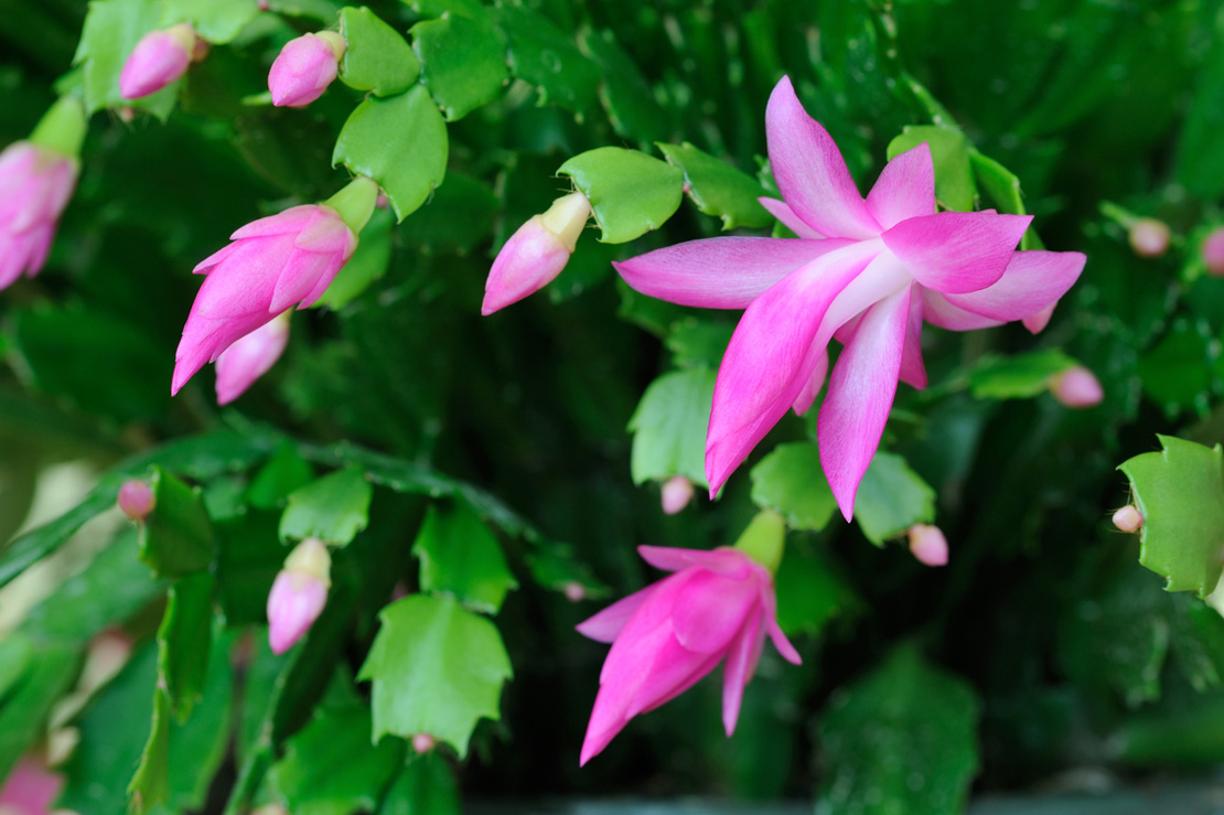 Diese Hybride beeindruckt mit pinkfarbenen Blüten. 