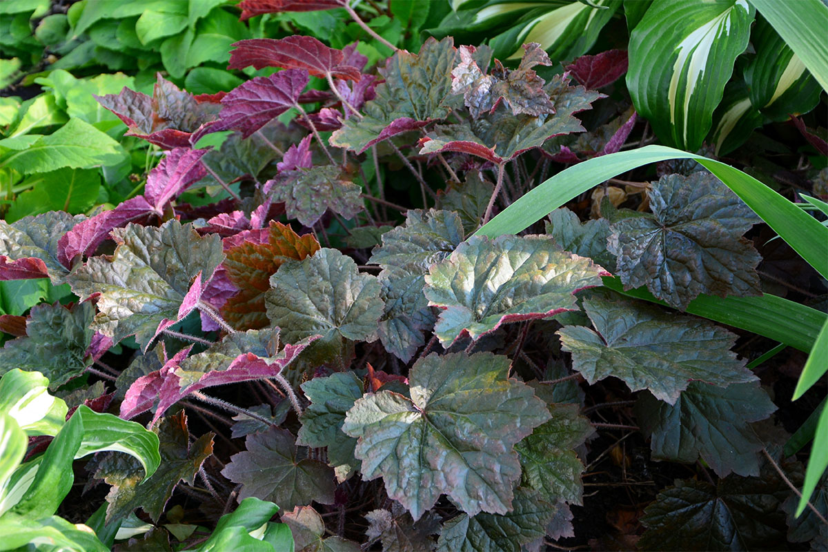 Heuchera in Gartenbeet Foto: AdobeStock_Irina