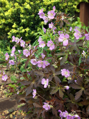 lila anmutende Pflanze mit pinken Blüten Foto: AdobeStock_Nancy J. Ondra