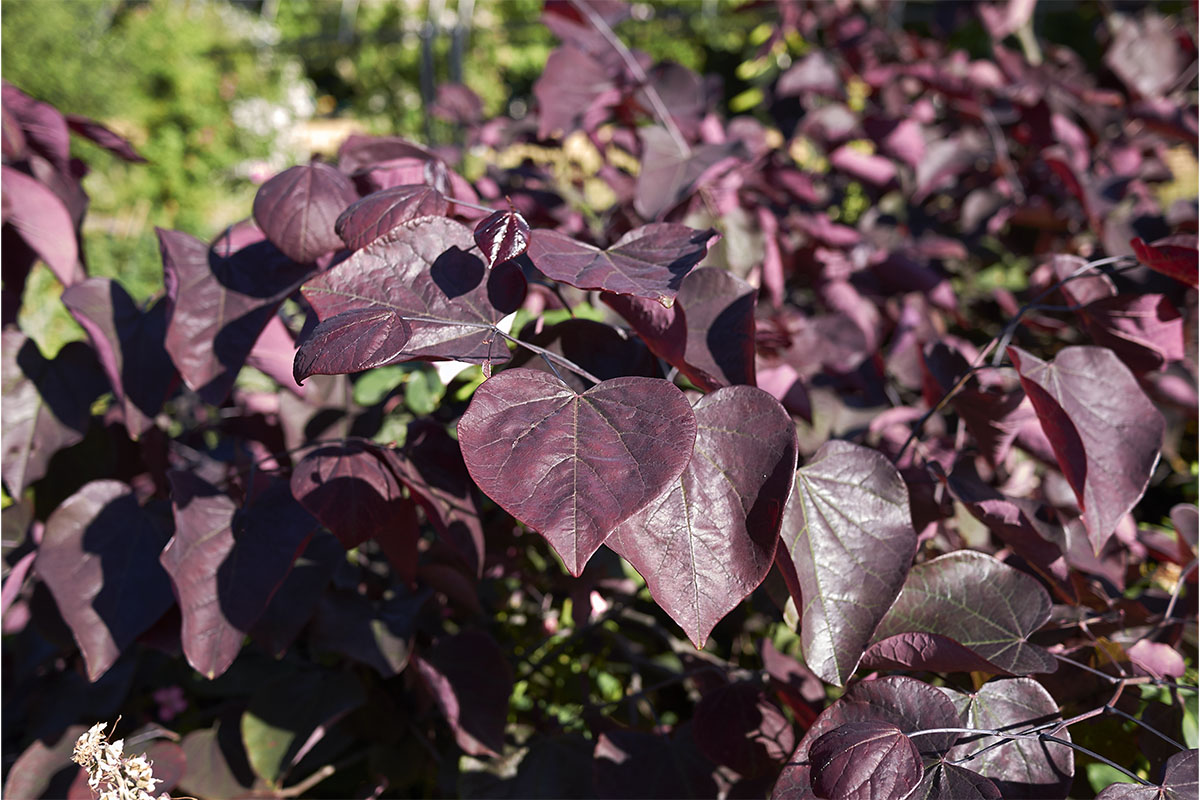 Cercis canadensis zählt mit seinem Blattschmuck zu den lila Pflanzen Foto: AdobeStock_simona