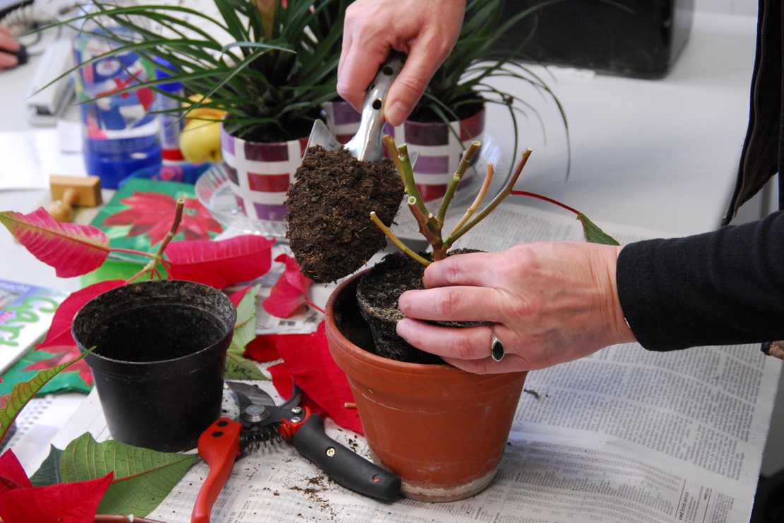 Im Frühjahr wird der Weihnachtsstern beschnitten und umgetopft. [Foto: © GartenFlora/Christian Gehler]