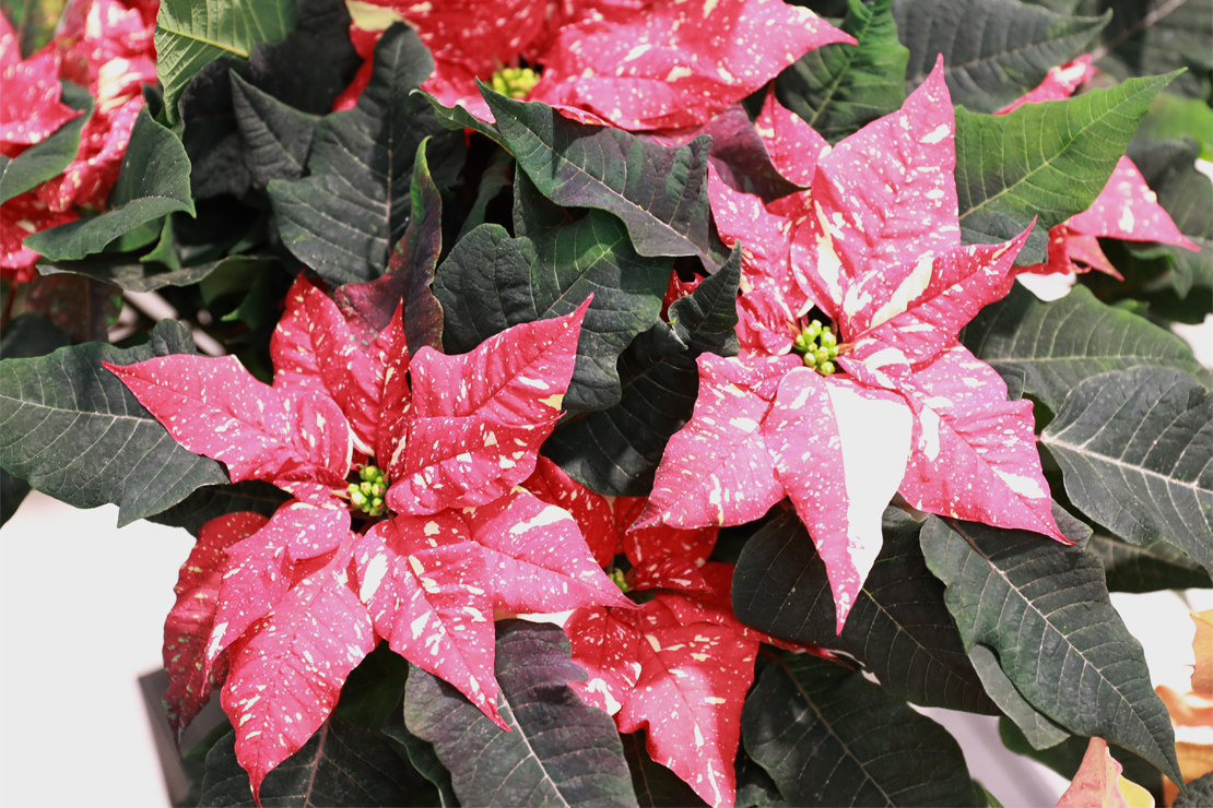 Extravaganz pur: Der Weihnachtsstern ‘Ice Punch‘ zeigt gezackte Hochblätter, satt ausgefärbt in Rot-Weiß. [Foto: © GartenFlora/Ina Volmer]
