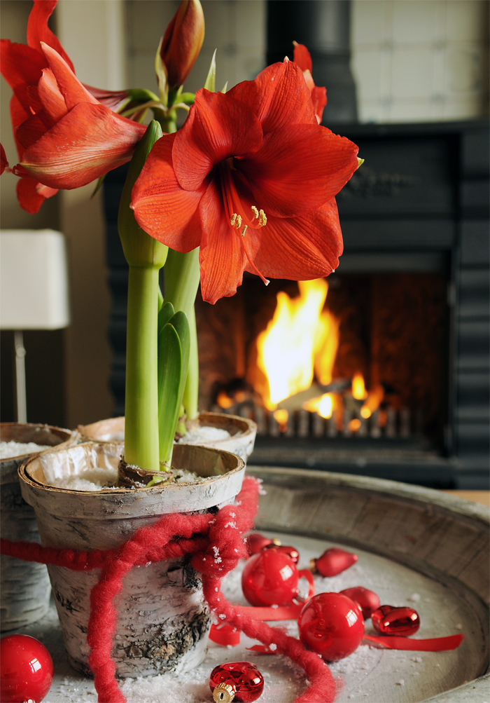 Rote Amaryllis