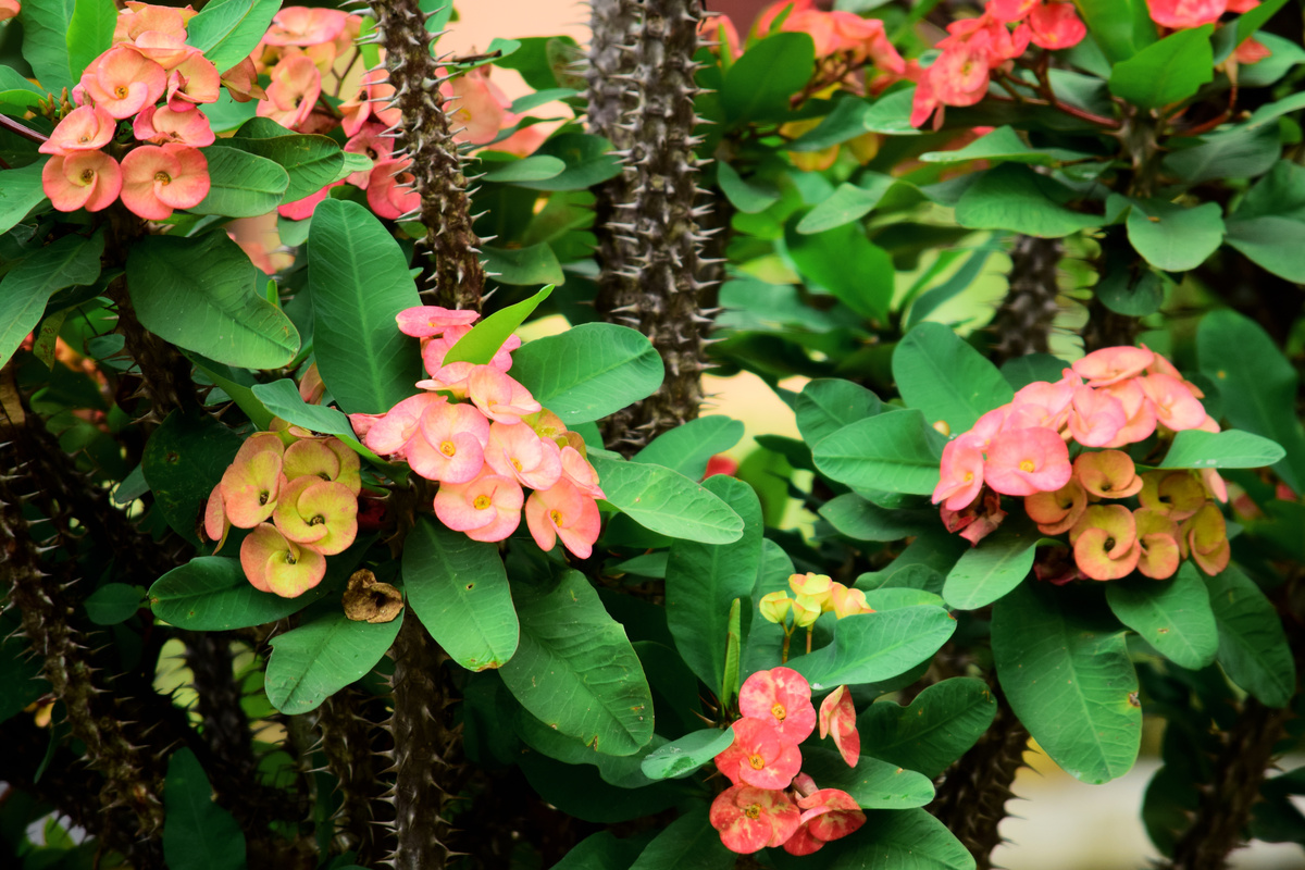 Christusdorn Euphorbia milii pflanzen und pflegen GartenFlora