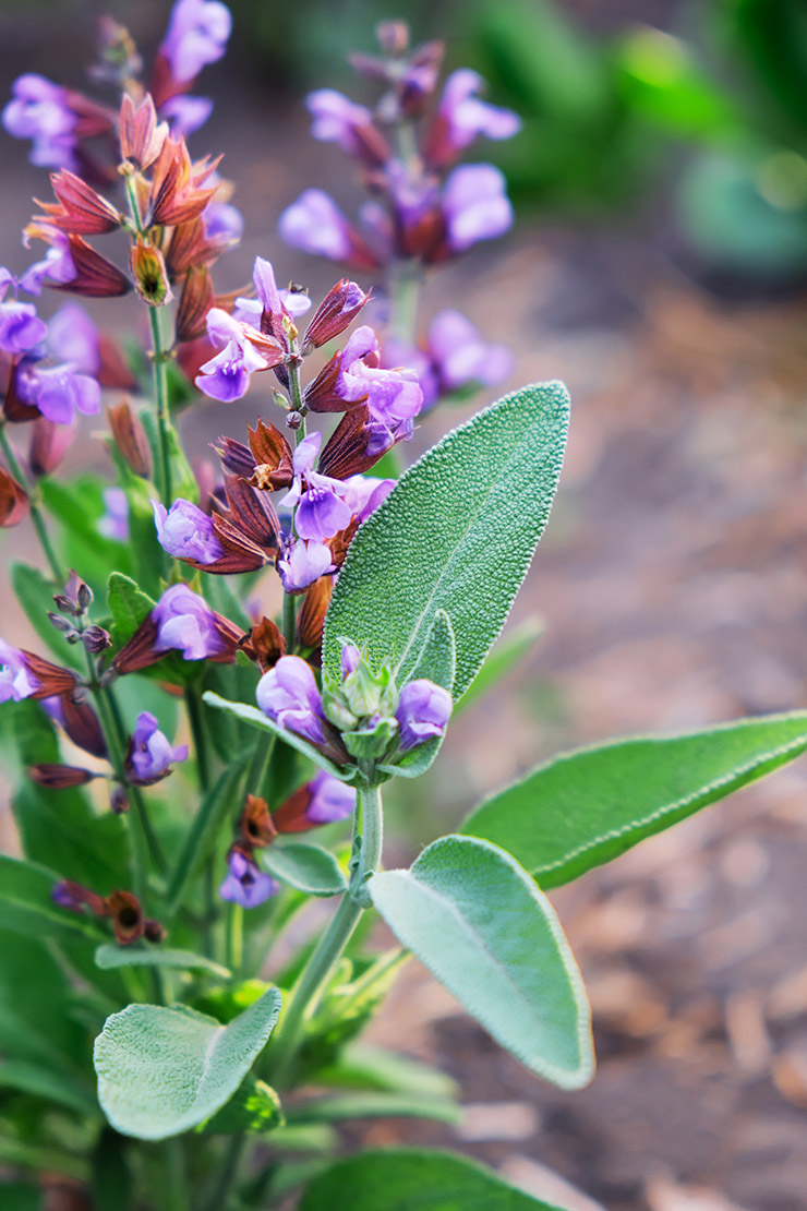 Echter Salbei: Von der Pflanzung bis zur Ernte | GartenFlora