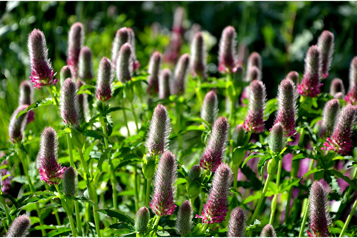 Klee Pflanzen und Pflegen im Staudenbeet GartenFlora