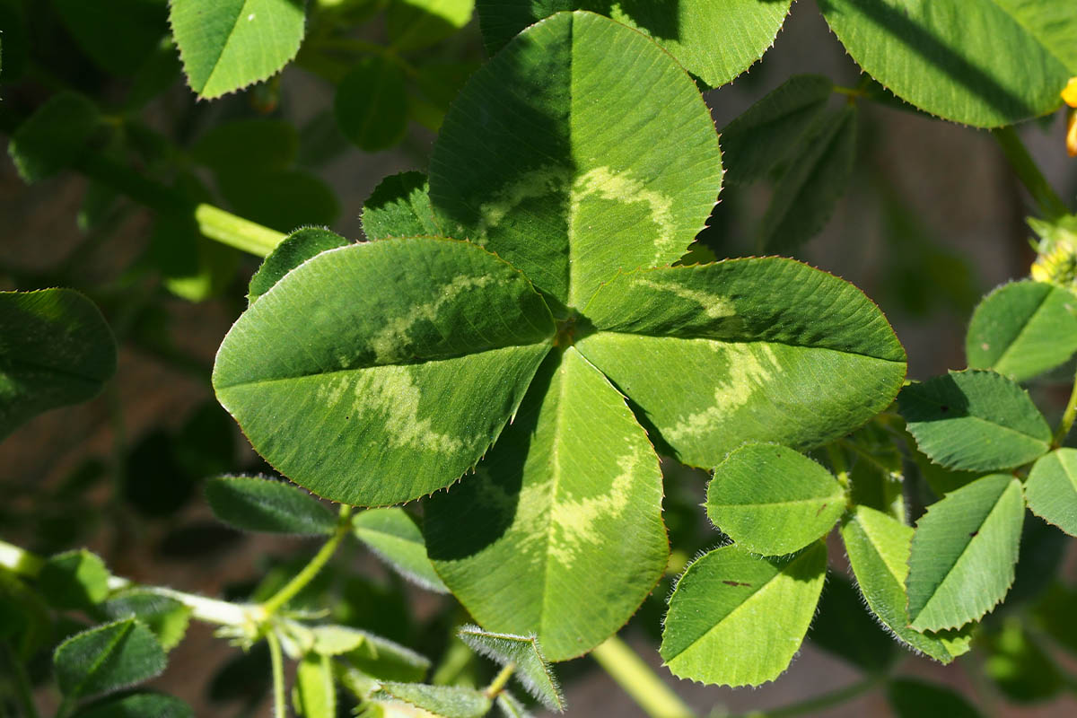 Nahaufnahme eines Weiß-Klees (Trifolium repens) Foto: AdobeStock_Valter