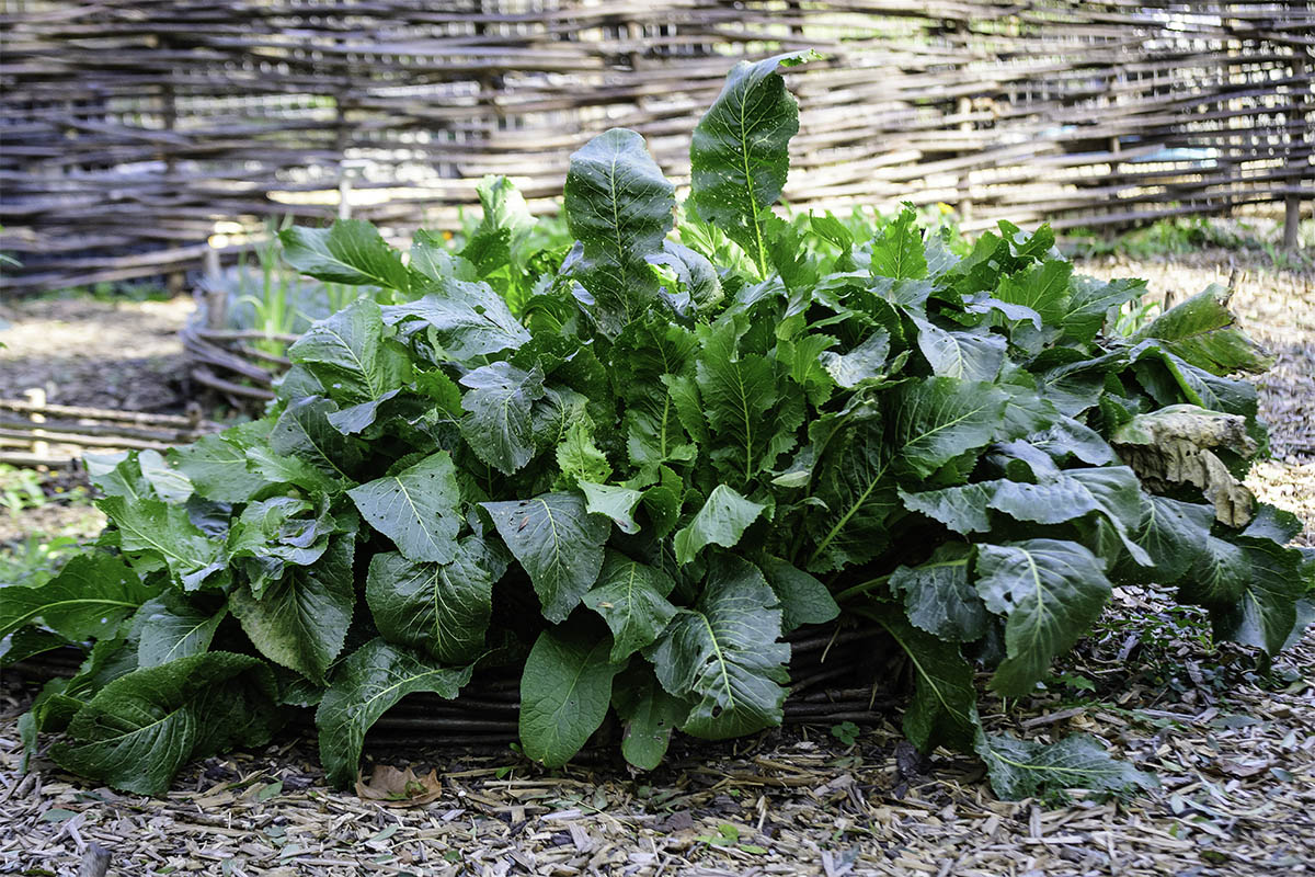 Meerrettich im Garten Foto: AdobeStock_Cristina Ionescu