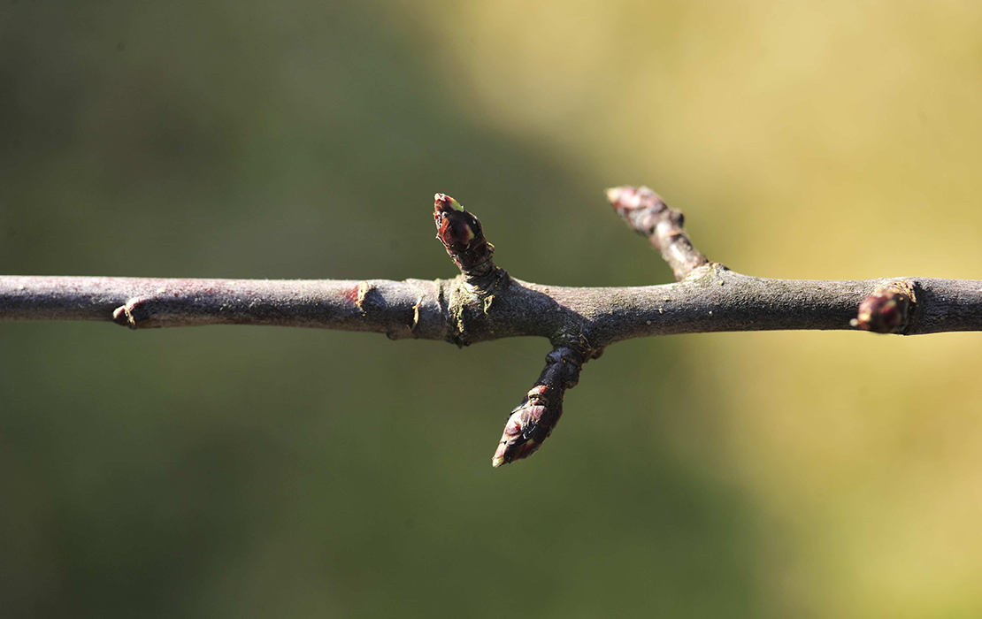 Foto: © GartenFlora/Christian Gehler