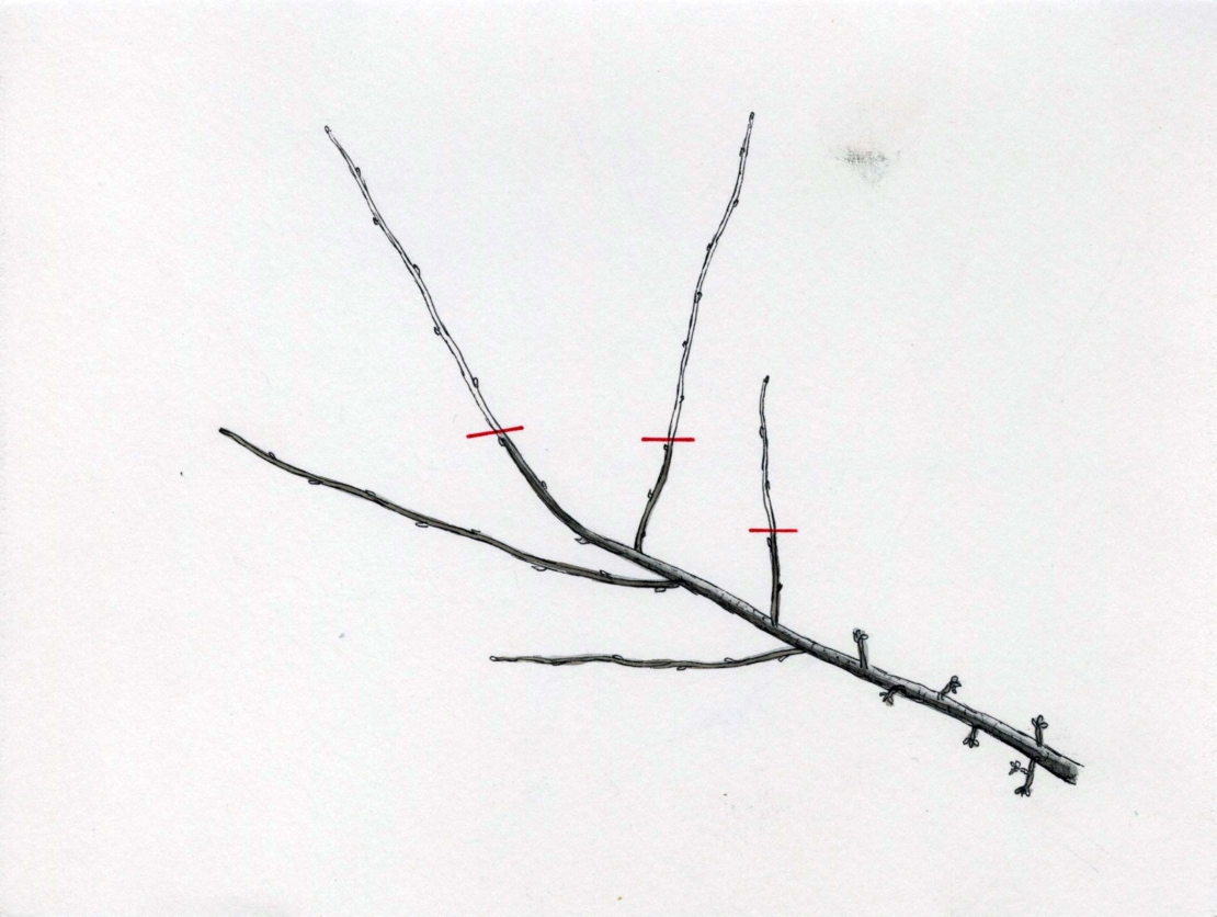 Illustration: © GartenFlora/Klaus-Dieter Röding