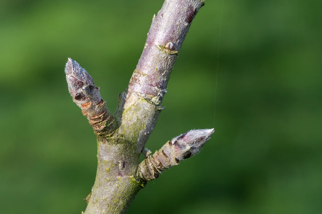 Obstbäume schneiden: Ast mit Fruchtknospen eines Apfelbaums in der Nahaufnahme vor grünem Hintergrund. Foto: AdobeStock_tom