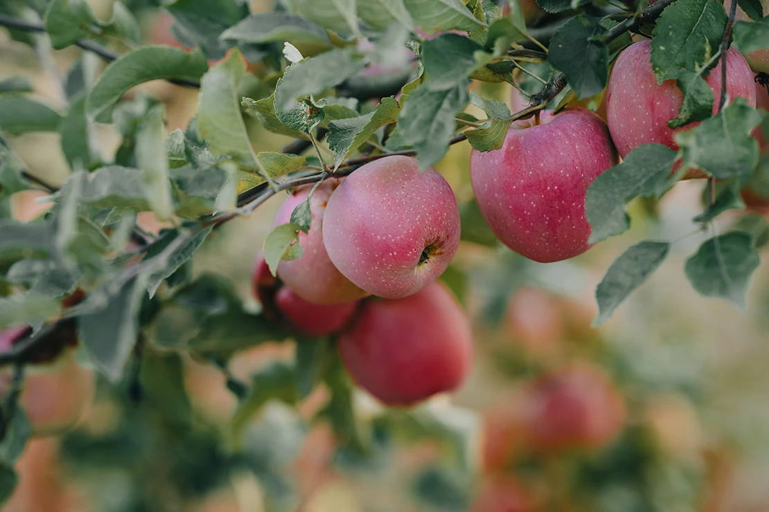 Obstbäume schneiden: Pinke Äpfel an einem Baum. [Foto: AdobeStock_kohanova1991]