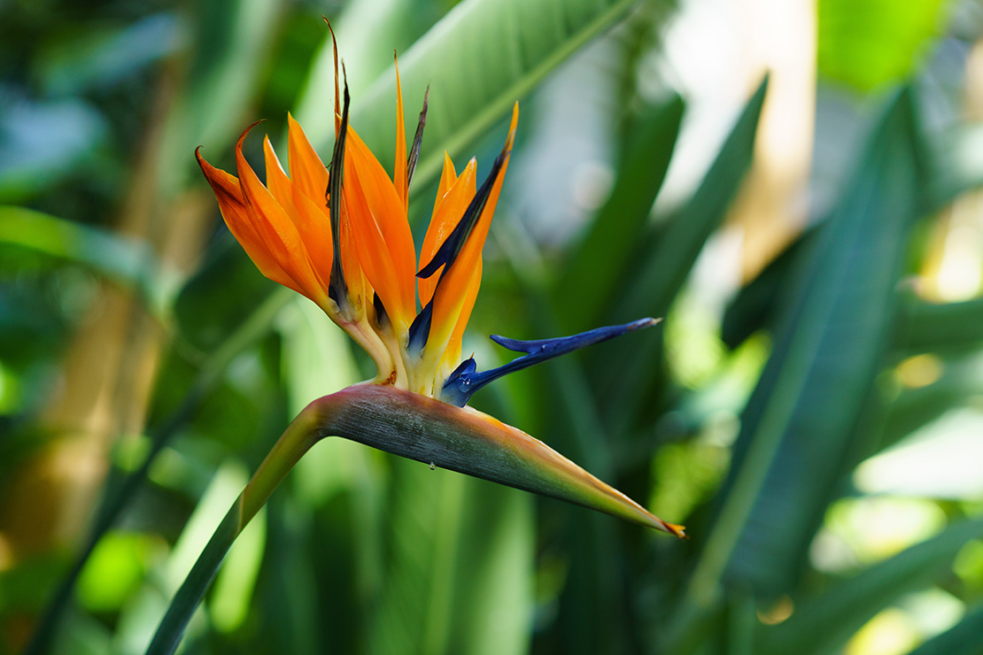 Blüte der Paradiesvogelblume. Foto: AdobeStock_Anna