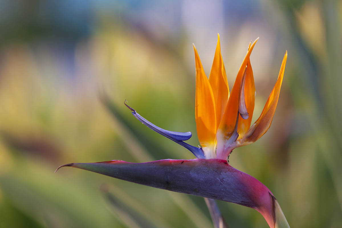 Paradiesvogelblume Standort, Pflege und Überwinterung GartenFlora