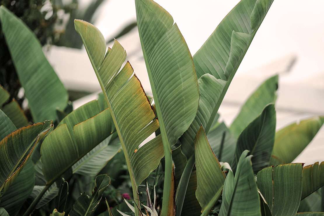 Blätter der Paradiesvogelblume. Foto: AdobeStock_Karneg